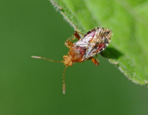 Rhopalus subrufus
